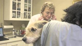 preview picture of video 'Brookline Animal Hospital - Short | Brookline, NH'