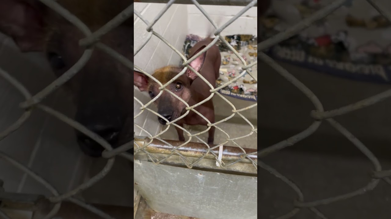Hawkins, an adopted Xoloitzcuintli / Mexican Hairless in Heber Springs, AR video 6/6