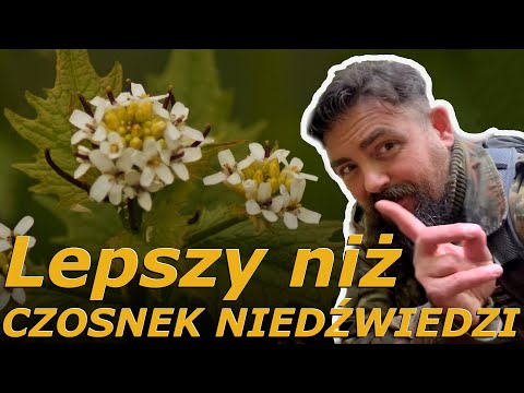 Alliaria petiolata - czosnaczek pospolity. Wygląd, występowanie...