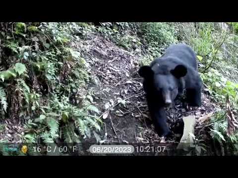 阿里山特富野拍到台灣黑熊 改良式獵具可防誤捕