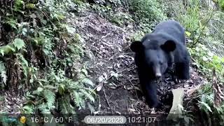 阿里山特富野拍到台灣黑熊 改良式獵具可防誤捕