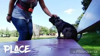 Download Lagu Connecticut Dog Trainers / Stamford New Haven Dog Trainers / 7 Month Old Merle Pug, Zion Thumbnail