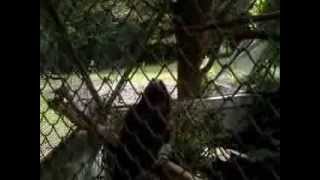 preview picture of video 'South Island Kaka at the Te Anau Wildlife Centre. Part 1.'