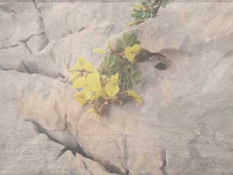 Moja  jubav - Oliver