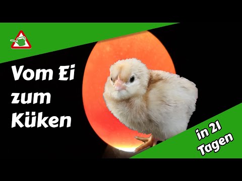 Brutmaschine | 3€ Stromverbrauch I Brinsea mini Advance | Inkubator | ausbrüten | vom Ei zum Küken