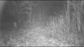 preview picture of video 'Wild Wisconsin Bobcat'
