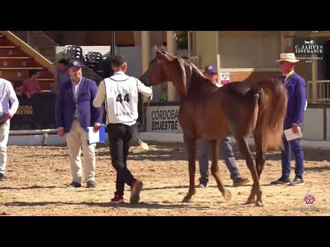 N 44 NJWAN ALJASSIMYA   Spanish Nationals 2025   Colts 3 Years Old Class 6