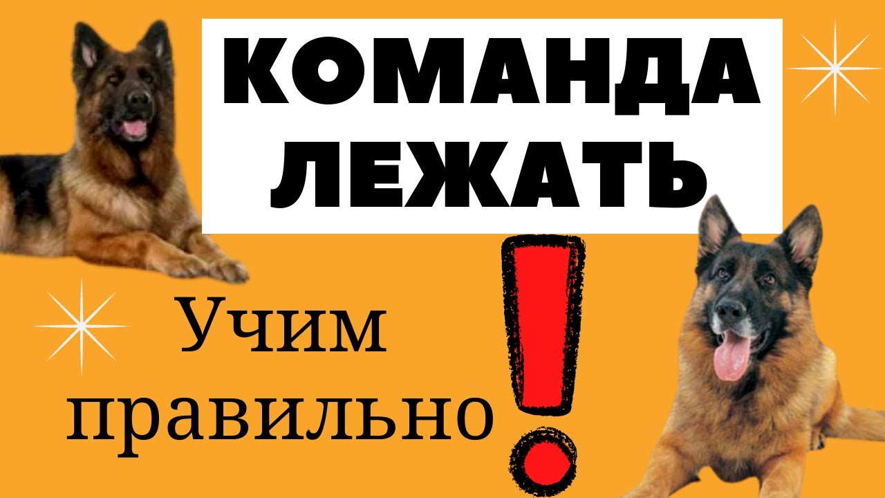 Команда Лежать! Как научить команде лежать правильно. Пример обучения.