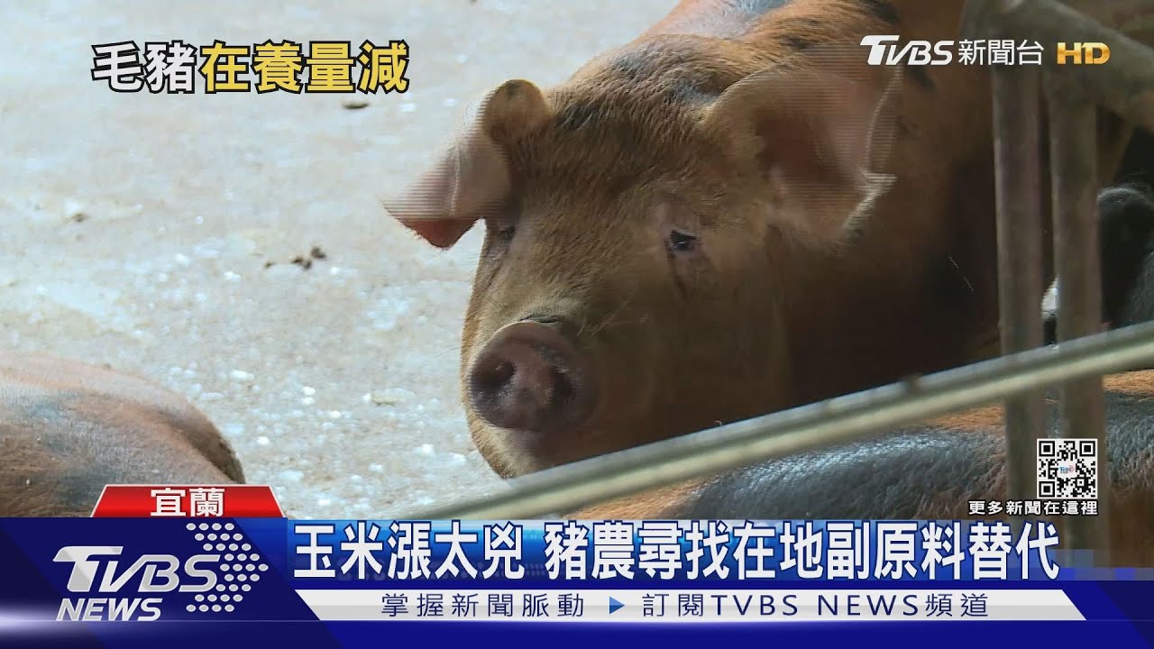 養豬場難撐！飼料價格漲太兇　小型養豬戶只能黯然退場