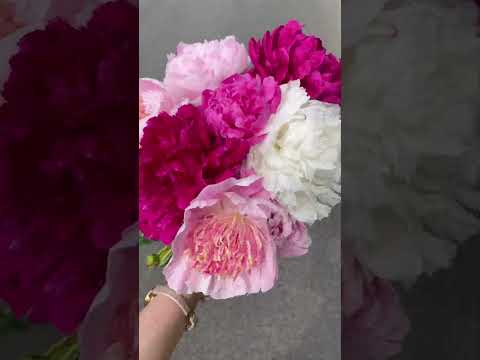 Peony love 💗 #shorts #peonies #beautiful #nature #flowers