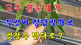 곁순제거 무엇이 정답일까요 엿장수 맘대로?