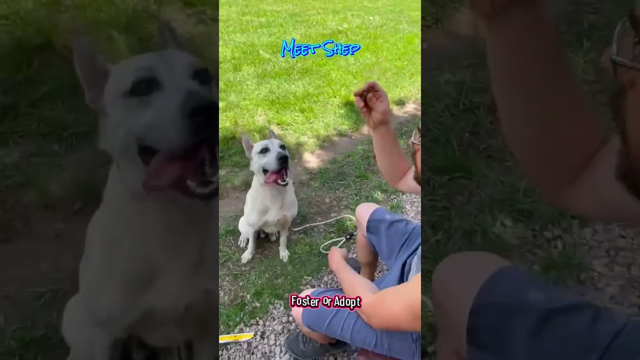 Enlarge SHEP***foster or adopt***, a Adoptable mixed breed in Plain City, OH video 3/6