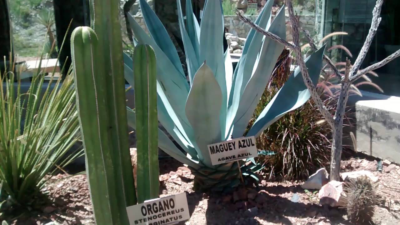 Plantas cactáceas tipicas del desierto mexicano