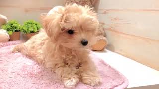 ハーフ犬の動画01