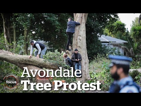 Dramatic scenes at Avondale tree protest | nzherald.co.nz