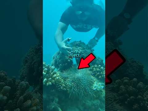 This Bizarre Starfish is DESTROYING the Ocean!
