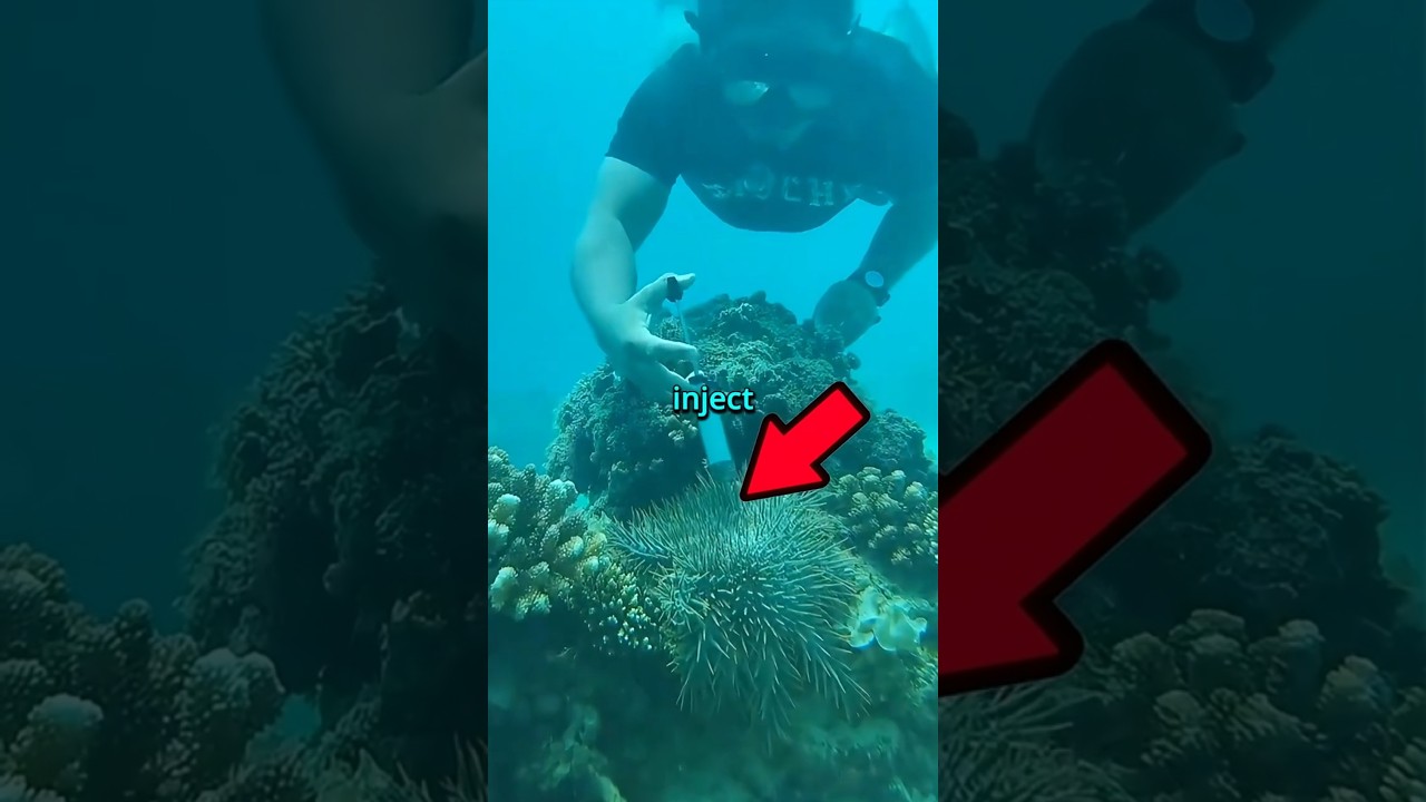This Bizarre Starfish is DESTROYING the Ocean!