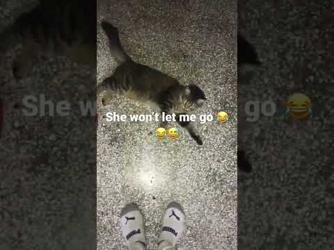 #shorts #youtubeshorts #love #cats