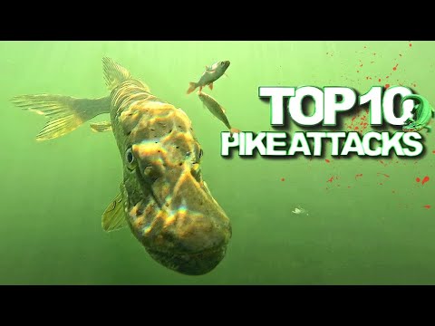 TOP 10 Underwater Pike Attacks ! Best fishing actions of 2024 in 4K quality | Underwater World
