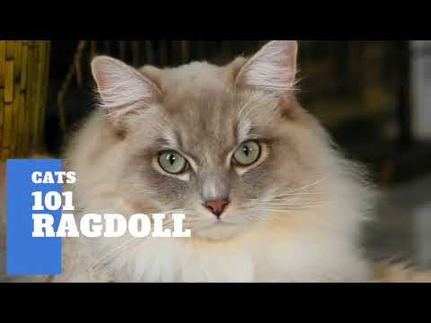 Ragdoll Cats 101 - Cat Breed And Personality