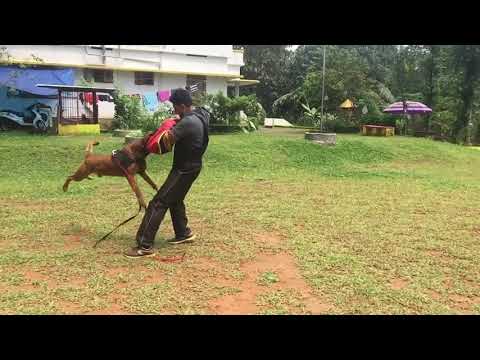 Saajan Saji Cyriac K9 Training School. 9961310970