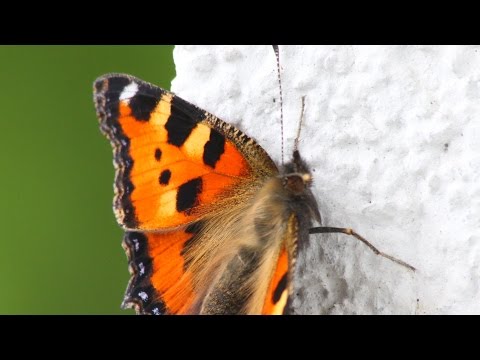 Terpentin Vorteile für die Gelenke Gefühl von Sand in den Fugen