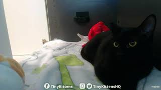 Long-winded rambling discussion about Ramona and making decisions about feral cats - TinyKittens.com