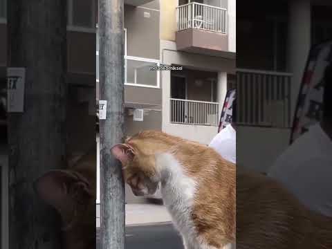 #funny #animals #comedy #cute #cutecat #cat #catlover #cats #catshorts #kitten #kitty MyMemoryTV