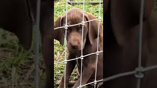 Video preview image #3 Labmaraner-Weimaraner Mix Puppy For Sale in WILDWOOD, FL, USA