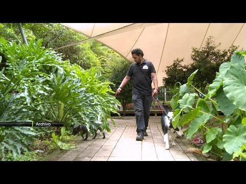 Piden regular a los paseadores caninos en Medellín - Teleantioquia Noticias