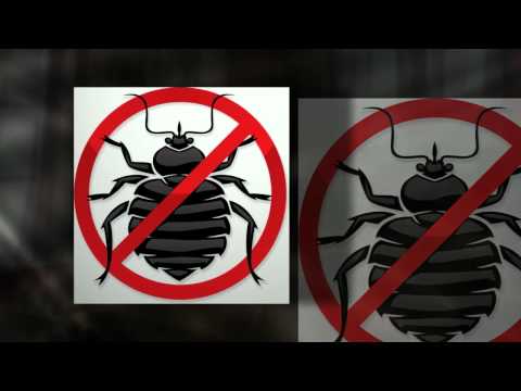 How To Get Rid of Bed Bugs - Fast, Cheap & Easy.