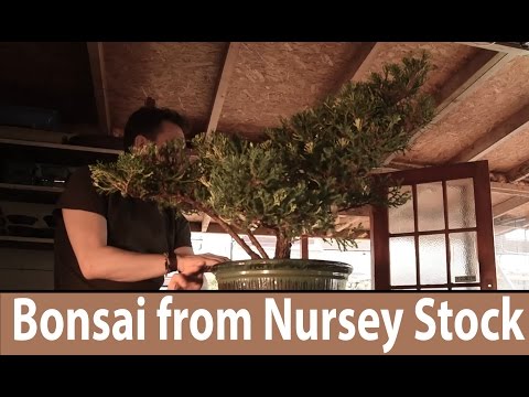 How to make bonsai Juniper Bonsai from Nursery Stock - Bonsai Trees for Beginners Series #161