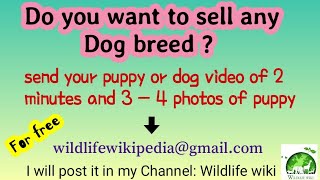 Sell your dog online | Free Posting of your Dog sale video  | post Dogs and puppies video for sale