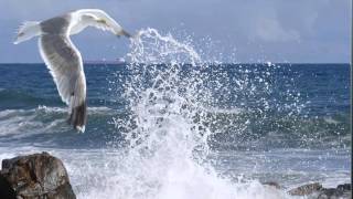 Broken Social Scene- Swimmers