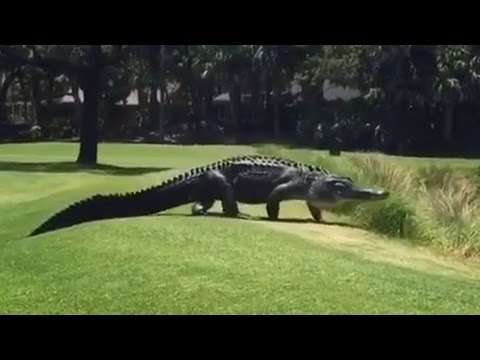Giant Alligator Walks Across Florida Golf Course