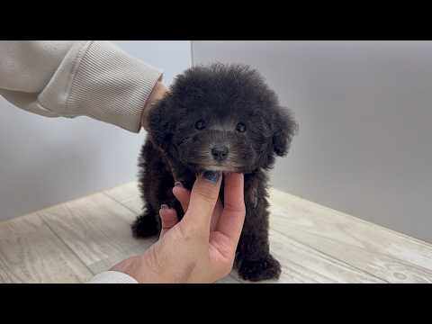 YouTube動画のサムネイル