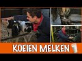 Waar komt jouw melk vandaan? Van koe tot koelkast! | DierenpraatTV