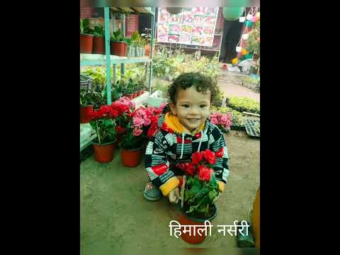 winter season Himali Nursery #flowers #garden