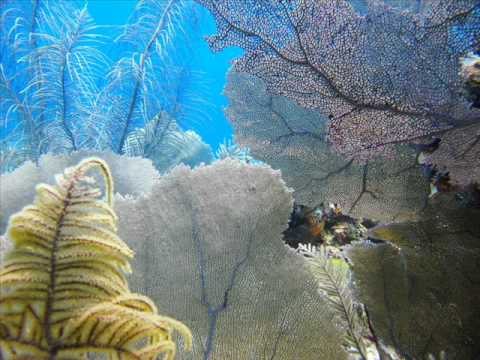 Chilled C'Quence - Chill In Natura