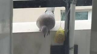 Seagulls have the Mount Kimbie spirit 7