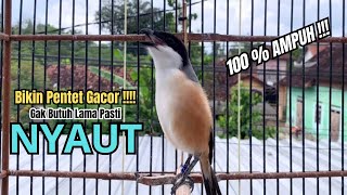 Download lagu burung cendet gacor BONGKAR ISIAN AMPUH buat PANCINGAN CENDET AGAR BUNYI jadikan BURUNG PENTET GACOR mp3
