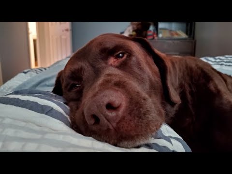 British Columbia man's dog nearly dies from fentanyl overdose