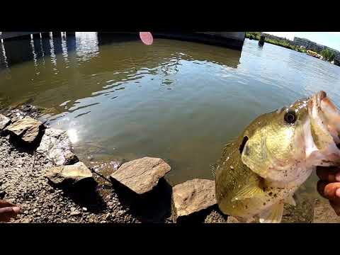 This bass bit SO CLOSE to the bank! (Hungry Fish) #fishing #DC #Maryland #Virgina