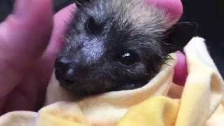 Baby bat forms her first spat:  This is Lucky Lucy