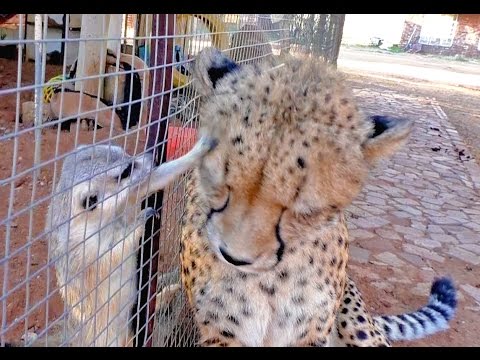 The Big Cat Whisperer Video Collection