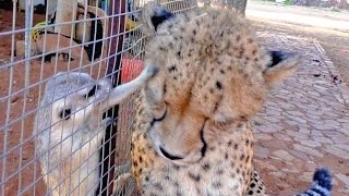 African Cheetah Versus Meerkats | Big Cat Gets Small Animal to Groom Him & Then Purrs | Loves It