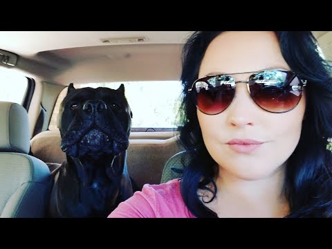 A typical Night at Senza Tempo Cane Corso: Discipline, Training and Nerding out