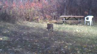 Bobcat hunting prey