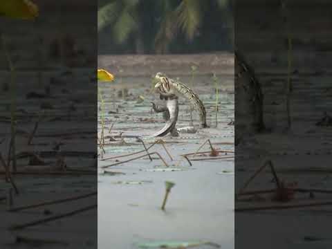 #คู้ปรับตลอดการ  ระบบวิเวศของธรรมชาติสร้างมา #กดติดตาม #กดใลค์ #comedy