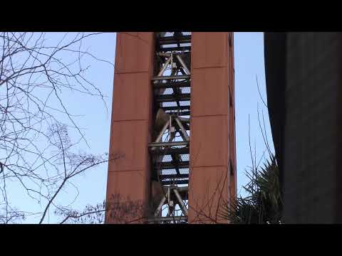 Le campane di Lodi - Chiesa Parrocchiale di S. Alberto vescovo (40). video 989
